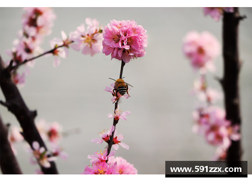 蝶恋花香，蜂采蜜意——探寻繁花似锦的多情季节